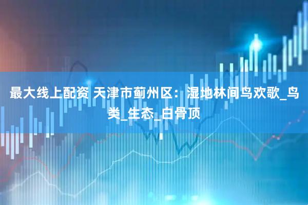 最大线上配资 天津市蓟州区：湿地林间鸟欢歌_鸟类_生态_白骨顶